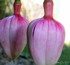 گوشواره